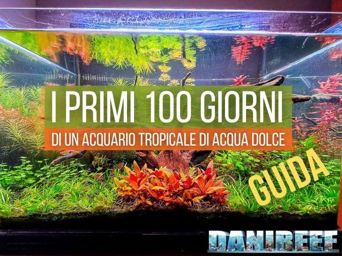 I primi 100 giorni dell'acquario tropicale di acqua dolce: la guida