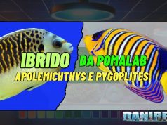 Poma Labs: il bis delle ibridazioni impossibili scuote il mondo d’allevamento ibridazione angeli marini