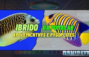 Poma Labs: il bis delle ibridazioni impossibili scuote il mondo d’allevamento ibridazione angeli marini