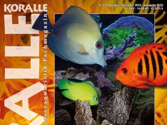 Koralle 155: alimentazione e strategie nutritive in acquario marino