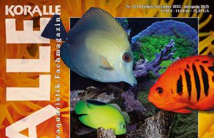 Koralle 155: alimentazione e strategie nutritive in acquario marino