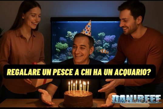 Regalare un pesce a chi ha l’acquario? Un’idea (spesso) sbagliata? regalare un pesce