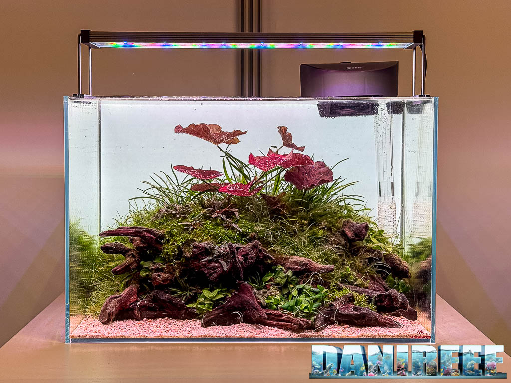 Leon Koenders - O Lótus Solitario