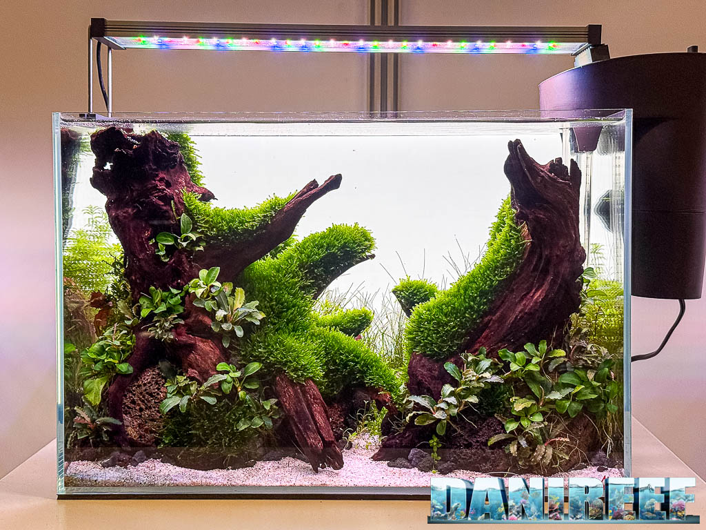 Samira Van Steden - Mossy Woodlands