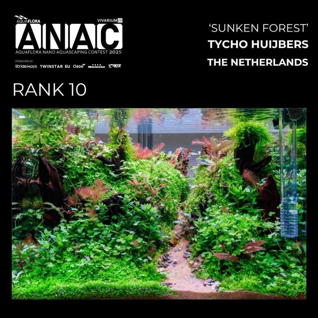 Posizione N.: 10: Tycho Huijbers - Sunken Forest