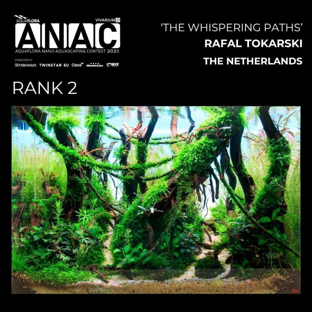 Posizione N.: 2: Rafal Tokarski - The Whispering Paths