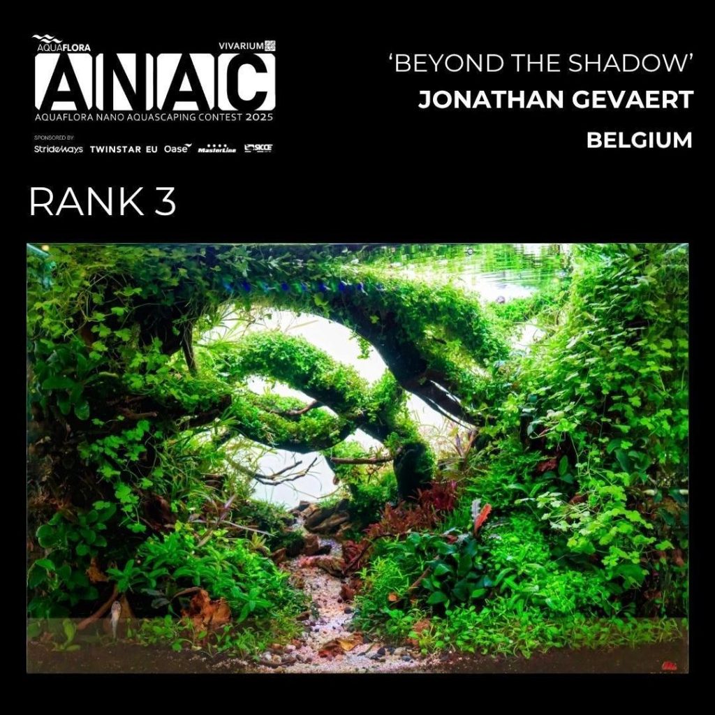 Posizione N.: 3: Jonathan Gevaert - Beyond The Shadow