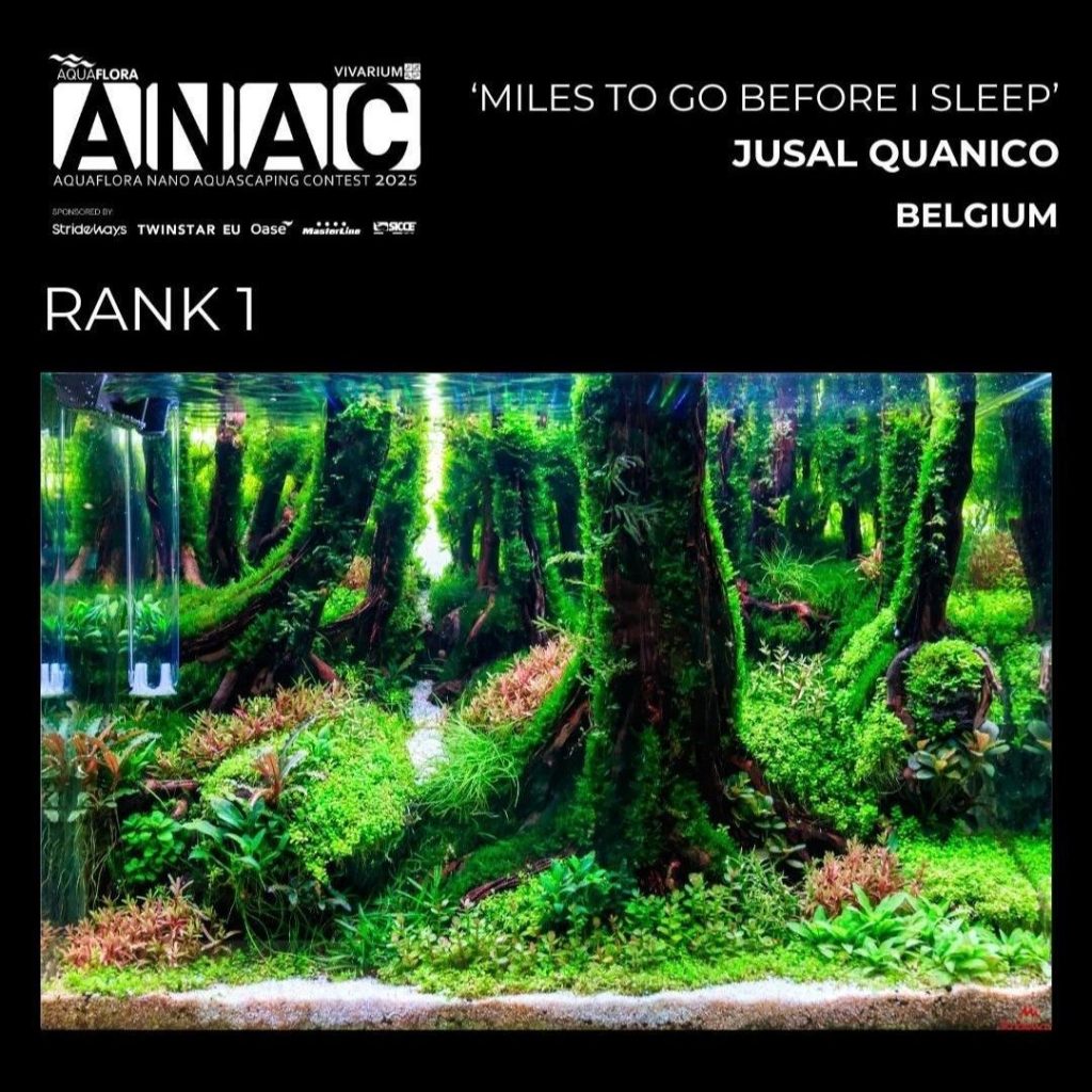 Posizione N.: 1: Jusal Quanico - Miles To Go Before I Sleep