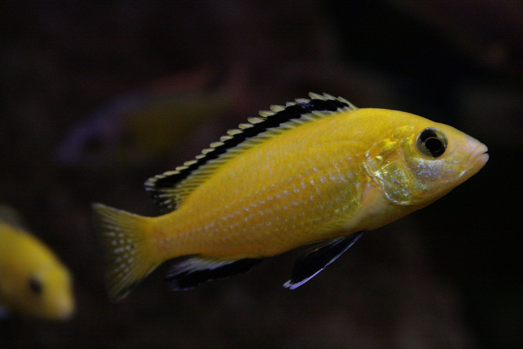 Labidochromis caeruleus maschio