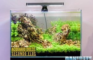 Elos e acquario dolce: allestimento completo con il loro protocollo (parte 1)