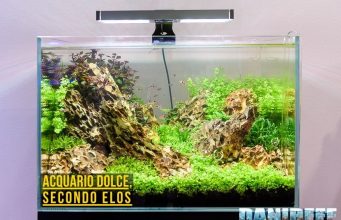 Elos e acquario dolce: allestimento completo con il loro protocollo (parte 1)