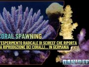 L’incredibile progetto SciReef sulla riproduzione sessuata dei coralli coral spawning
