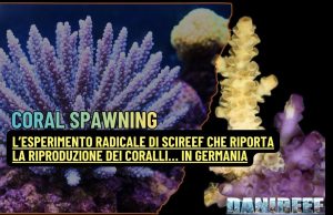 L’incredibile progetto SciReef sulla riproduzione sessuata dei coralli coral spawning