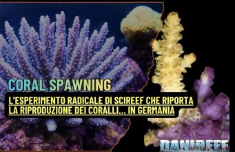 L’incredibile progetto SciReef sulla riproduzione sessuata dei coralli coral spawning