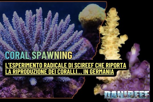 L’incredibile progetto SciReef sulla riproduzione sessuata dei coralli coral spawning