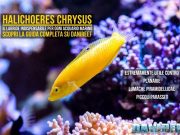 Halichoeres chrysus: guida completa al Labride più utile del reef