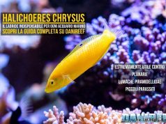 Halichoeres chrysus: guida completa al Labride più utile del reef