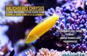 Halichoeres chrysus: guida completa al Labride più utile del reef