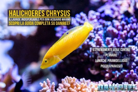 Halichoeres chrysus: guida completa al Labride più utile del reef