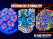 Vivarium 2025: tutti i coralli più belli dell’ultima edizione, stand per stand