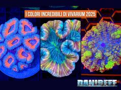 Vivarium 2025: tutti i coralli più belli dell’ultima edizione, stand per stand