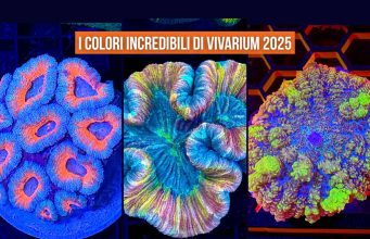 Vivarium 2025: tutti i coralli più belli dell’ultima edizione, stand per stand