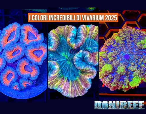 Vivarium 2025: tutti i coralli più belli dell’ultima edizione, stand per stand