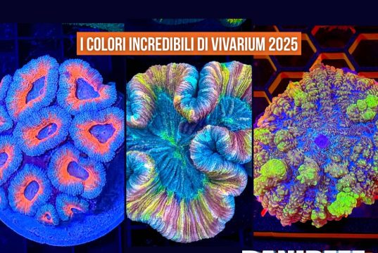 Vivarium 2025: tutti i coralli più belli dell’ultima edizione, stand per stand
