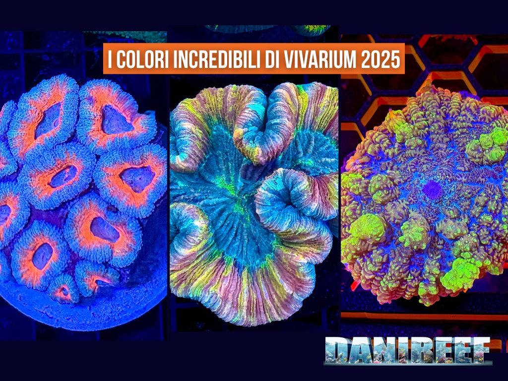 I colori dei coralli a Vivarium 2025 - la nostra copertina
