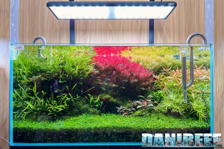 Picture of CIPS 2025: Aquascaping, Rare Goldfish & Tech Innovations (Video)