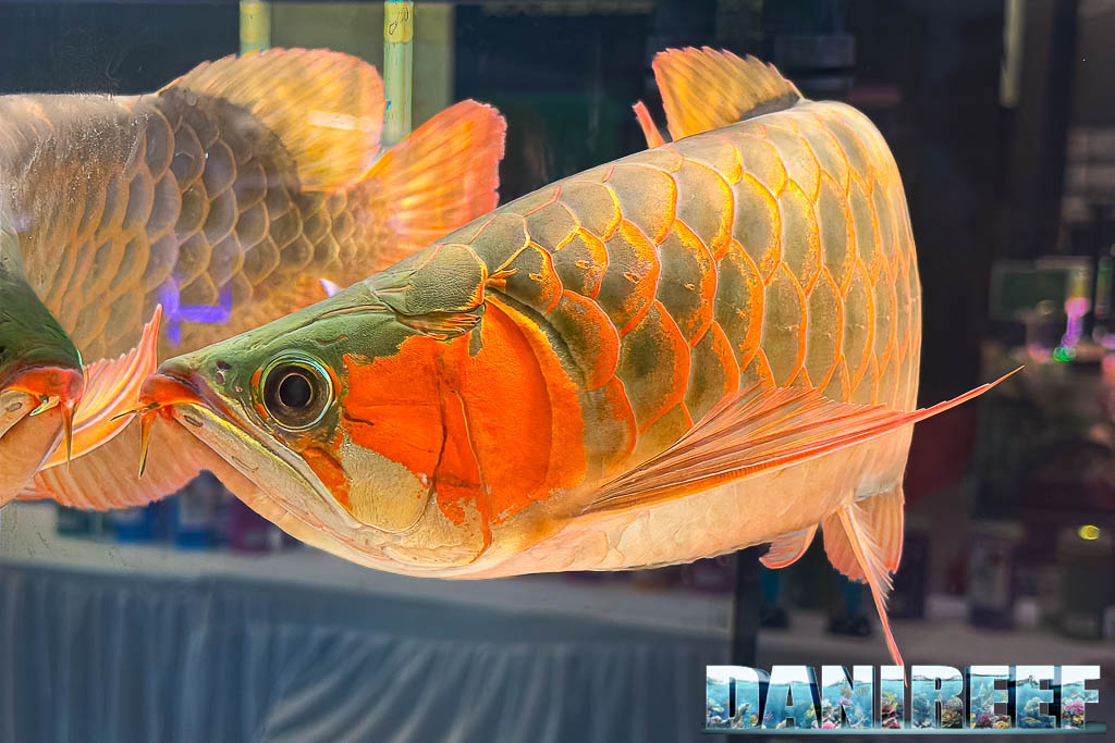 Asian Arowana