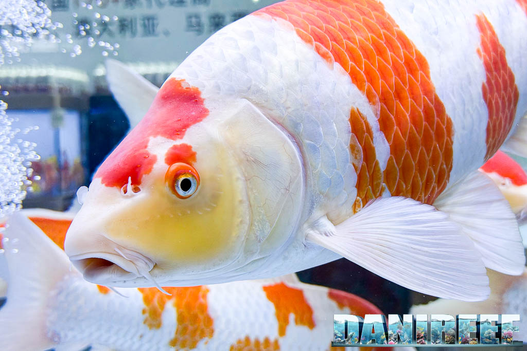 Carpe Koi enormi in esposizione