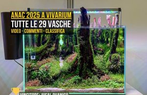 ANAC 2025 a Vivarium: tutte le 29 vasche, foto, commenti e classifica