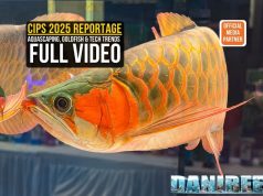 CIPS 2025: Aquascaping, Rare Goldfish & Tech Innovations (Video) CIPS 2025 Guangzhou official reportage cover - Asian Arowana and Aquascaping trends by DaniReef