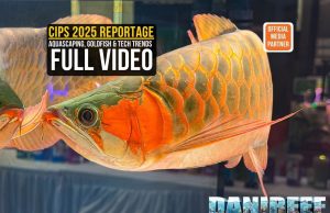CIPS 2025: Aquascaping, Rare Goldfish & Tech Innovations (Video) CIPS 2025 Guangzhou official reportage cover - Asian Arowana and Aquascaping trends by DaniReef