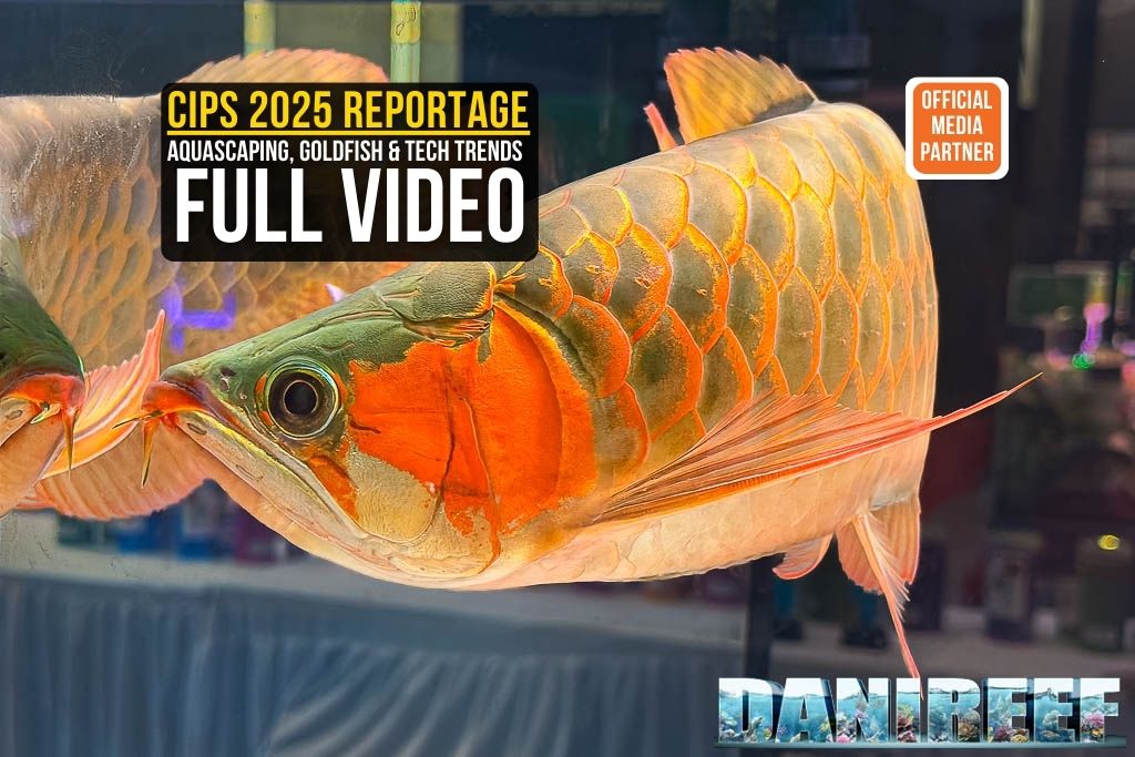 CIPS 2025 Guangzhou official reportage cover - Asian Arowana and Aquascaping trends by DaniReef