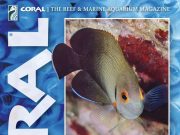 Coral Magazine: Strategie Riproduttive e Allevamento