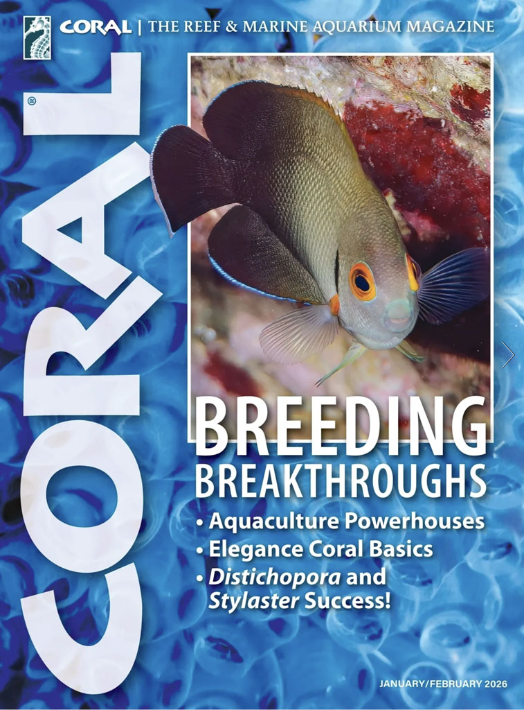 Coral Magazine: Strategie Riproduttive e Allevamento