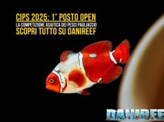 CIPS 2025: la competizione dei pesci pagliaccio cambia le regole