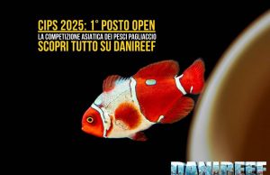 CIPS 2025: la competizione dei pesci pagliaccio cambia le regole