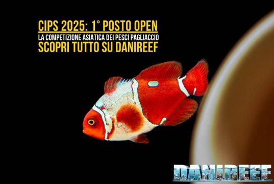 CIPS 2025: la competizione dei pesci pagliaccio cambia le regole