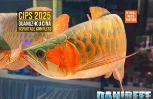 CIPS 2025: Aquascaping, Goldfish e Novità (Video)