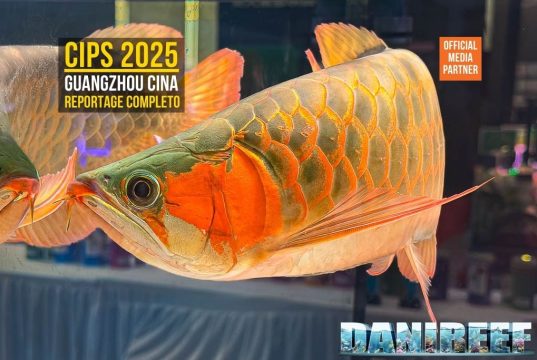 CIPS 2025: Aquascaping, Goldfish e Novità (Video)
