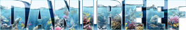 DaniReef Magazine