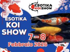 Esotika Koi Show: ad Arezzo l’evento dedicato alle Nishikigoi