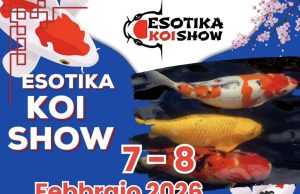 Esotika Koi Show: ad Arezzo l’evento dedicato alle Nishikigoi