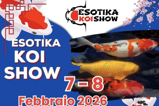 Esotika Koi Show: ad Arezzo l’evento dedicato alle Nishikigoi