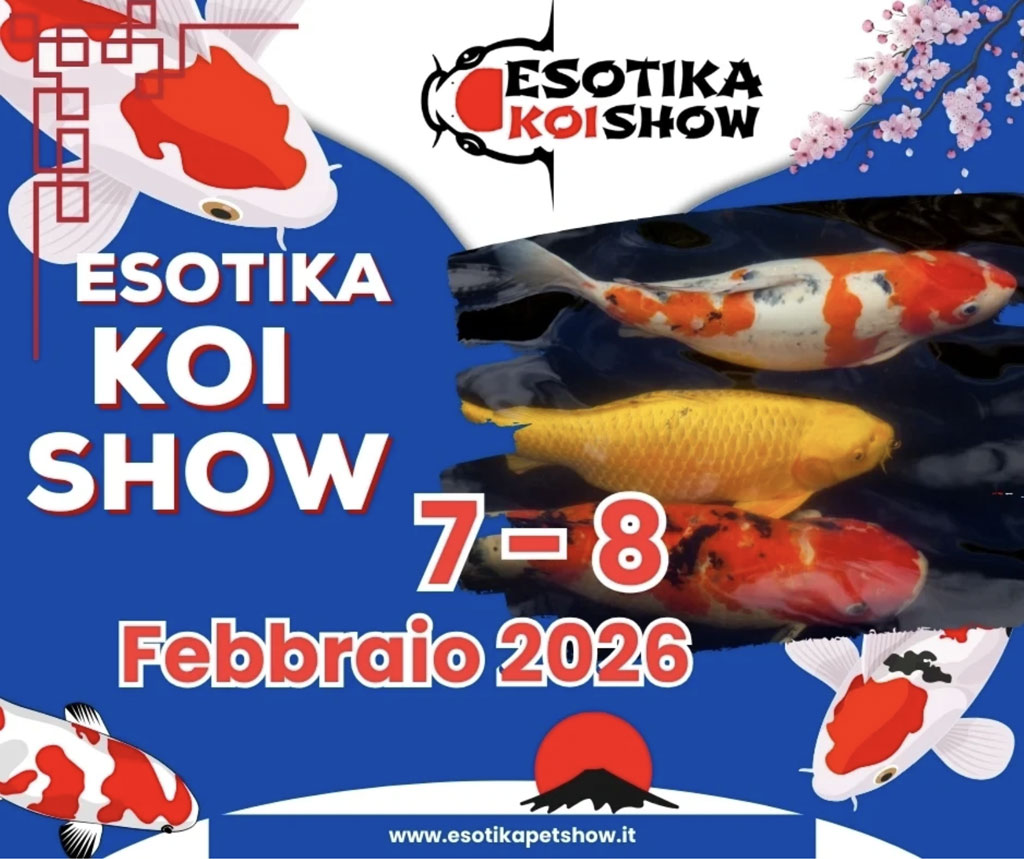Il 7 e 8 febbraio 2026, ad Arezzo Fiere e Congressi, va in scena l’Italian Koi Show