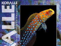 Koralle 156: un numero interessante su jawfish e altri pesci