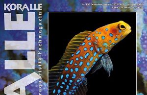 Koralle 156: un numero interessante su jawfish e altri pesci